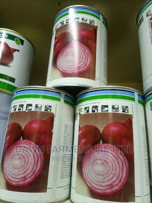 Red Simba F1 Onion,100,000 Seed - main view