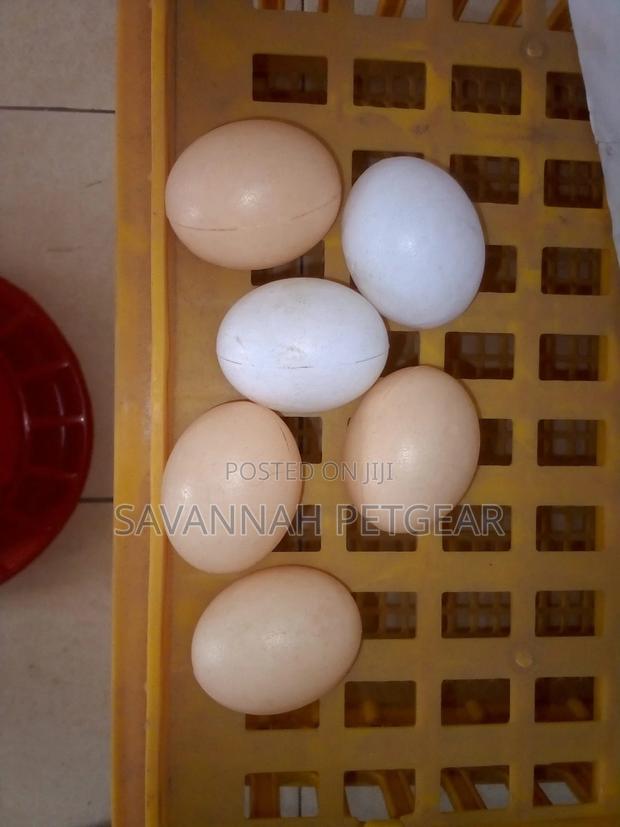 Dummy/Fake Training Eggs for Laying Chickens -5 Pieces