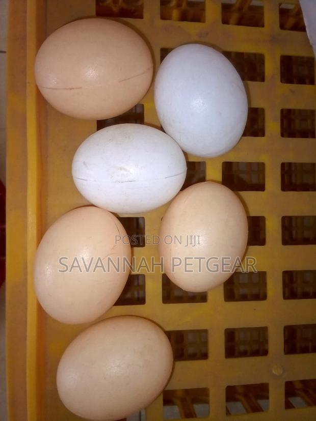 Dummy/Fake Training Eggs for Laying Chickens -5 Pieces - thumbnail 2