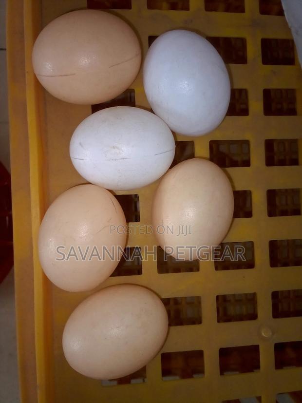 Dummy/Fake Training Eggs for Laying Chickens -5 Pieces - thumbnail 3