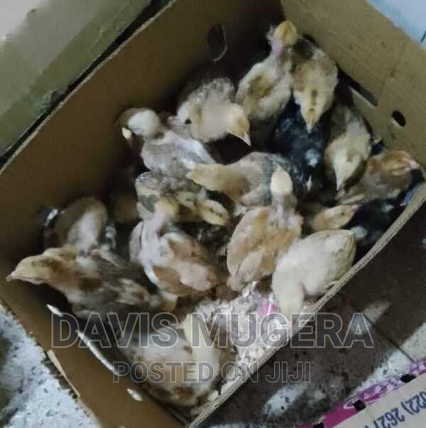 1 Month Old Improved Kienyeji Chicks - F1 Sasso Chicks - main view