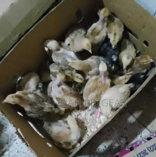 1 Month Old Improved Kienyeji Chicks - F1 Sasso Chicks
