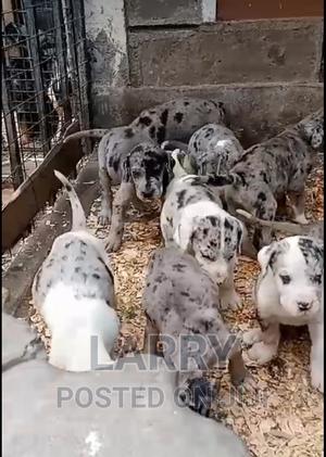 1-3 months Female Purebred Great Dane - thumbnail 2