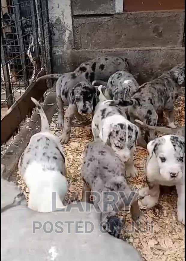 1-3 months Female Purebred Great Dane