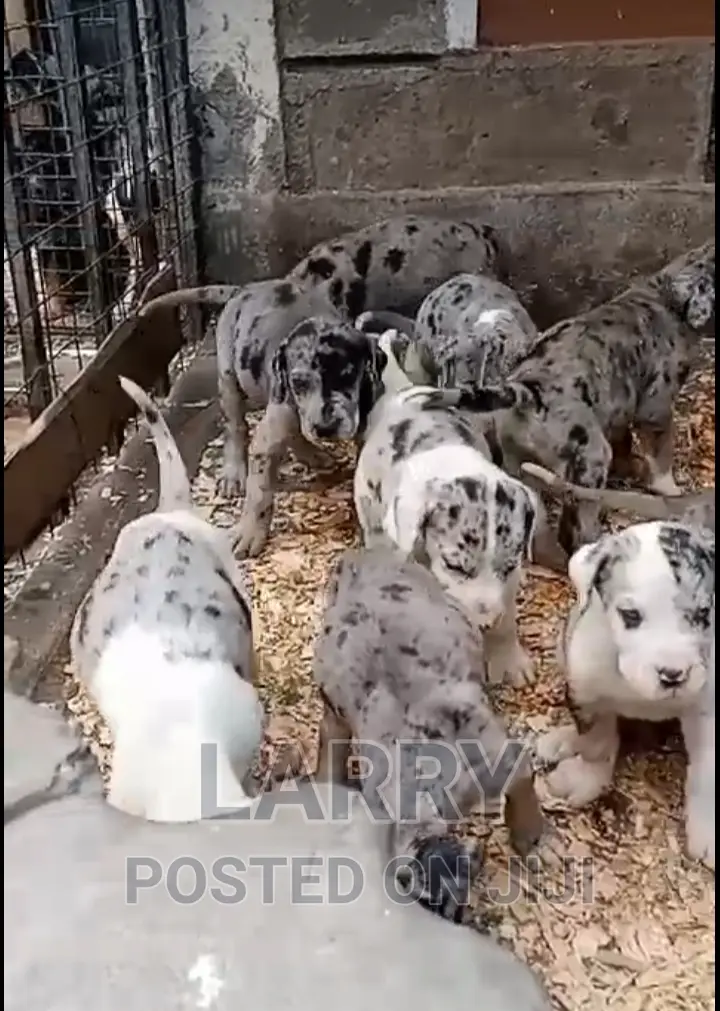 1-3 months Female Purebred Great Dane