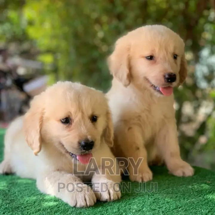 1-3 months Female Purebred Golden Retriever