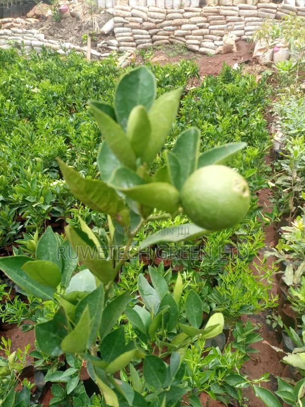 Sweet Pixie Seedlings - thumbnail 3