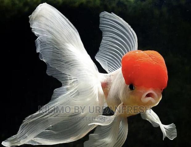 Red Cap Oranda Ornamental Fish Moq 10. - main view