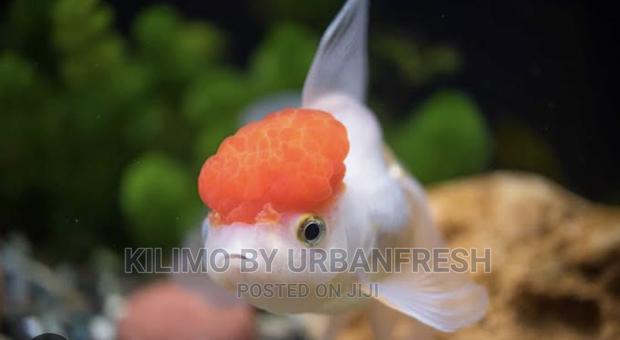 Red Cap Oranda Ornamental Fish Moq 10. - thumbnail 3