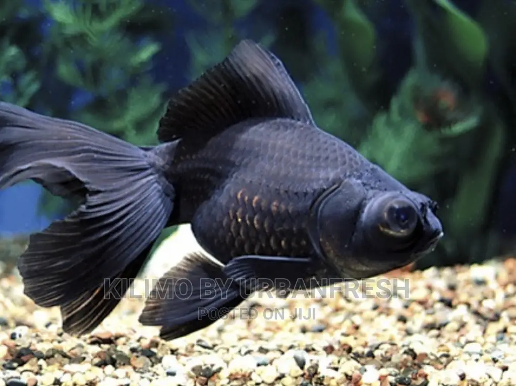 Black Moor Goldfish Ornamental Moq 10