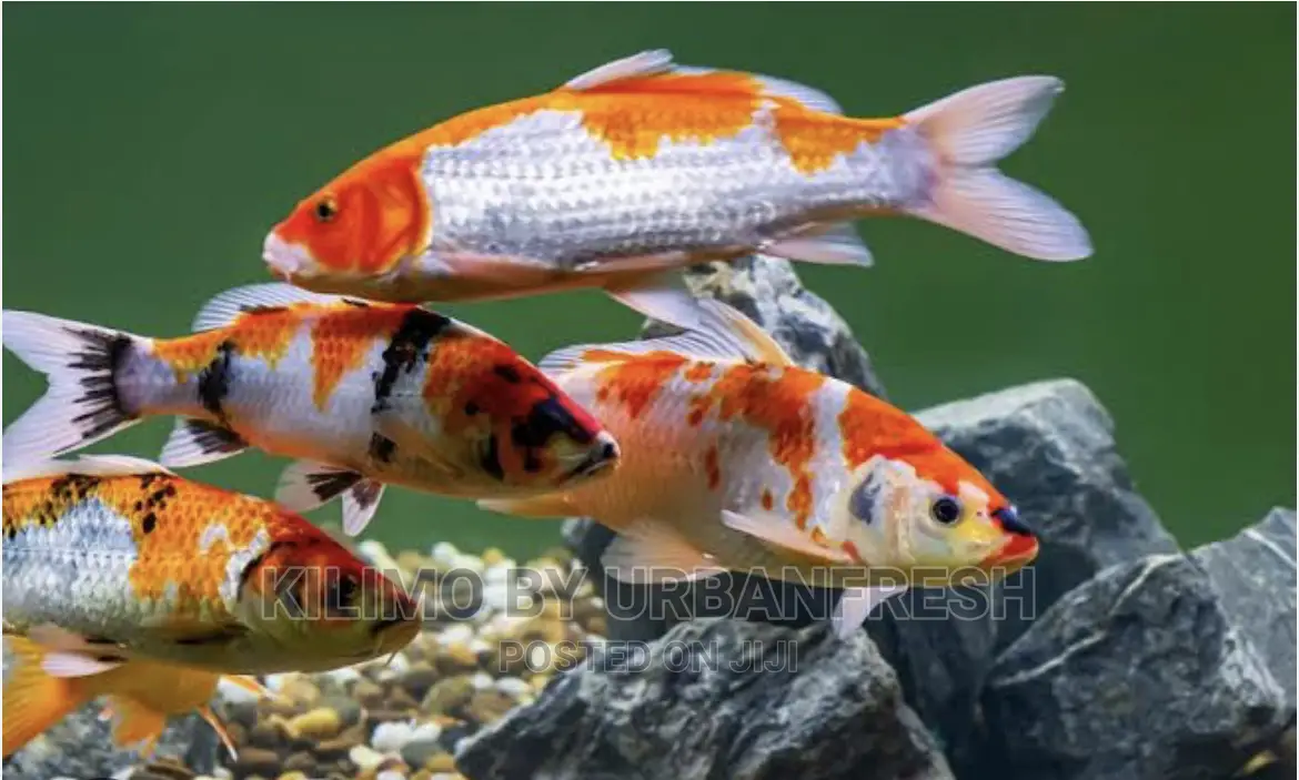 Koi Carp Ornamental Fish Moq 10.