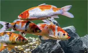 Koi Carp Ornamental Fish Moq 10.