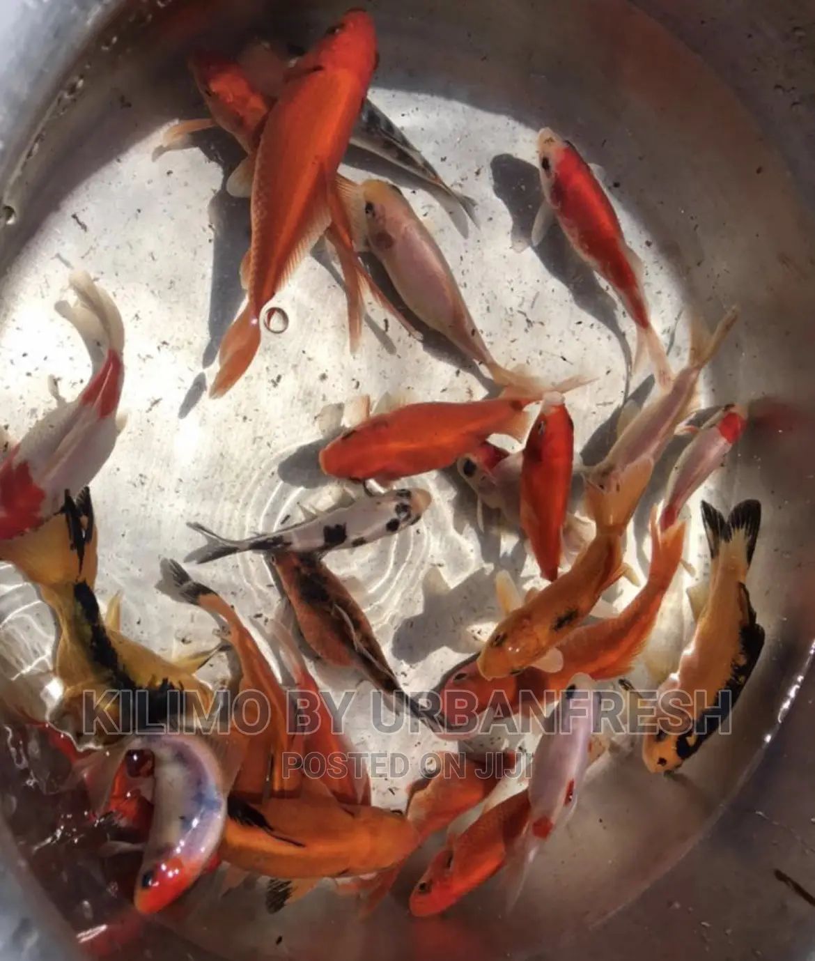 Koi Carp Ornamental Fish Moq 10.