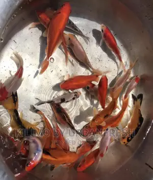 Koi Carp Ornamental Fish Moq 10.