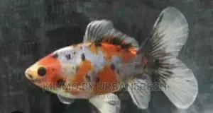 Shubunkin Ornamental Fish Moq 10