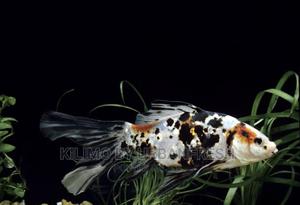 Shubunkin Ornamental Fish Moq 10 - thumbnail 2