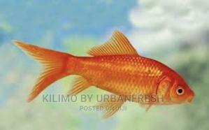 Red Comet Ornamental Fish Moq 10. - thumbnail 2