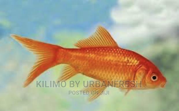 Red Comet Ornamental Fish Moq 10. - main view
