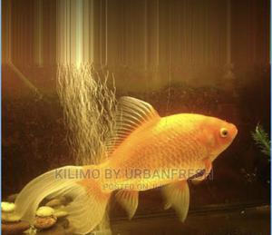 Yellow Comet Goldfish Ornamental Fish Moq 10. - thumbnail 2