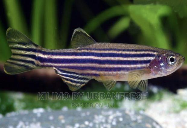 Zebra Danio Ornamental Fish Moq 10 - main view