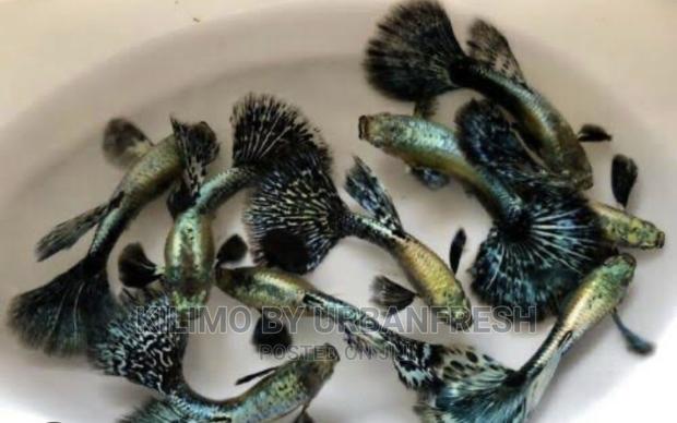 Guppy Ornamental Fish Moq 10. - thumbnail 3