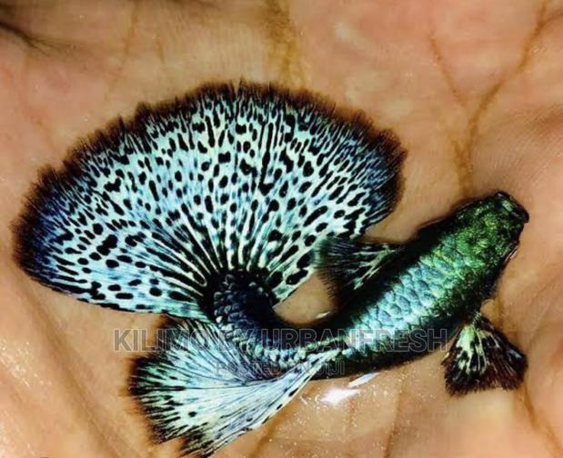 Guppy Ornamental Fish Moq 10. - main view