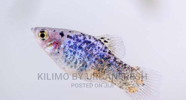 Platty Ornamental Fish Moq 10. - main view