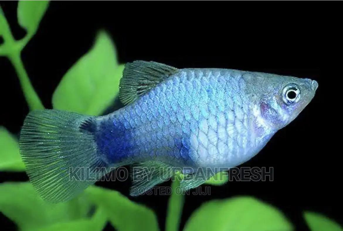 Platty Ornamental Fish Moq 10.