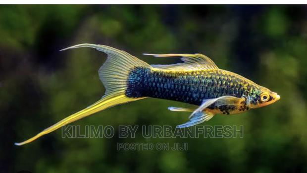 Sword Tail Ornamental Fish Moq 10 - main view