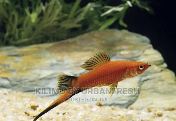 Sword Tail Ornamental Fish Moq 10 - thumbnail 3