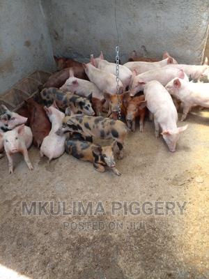 Piglets Available - thumbnail 2