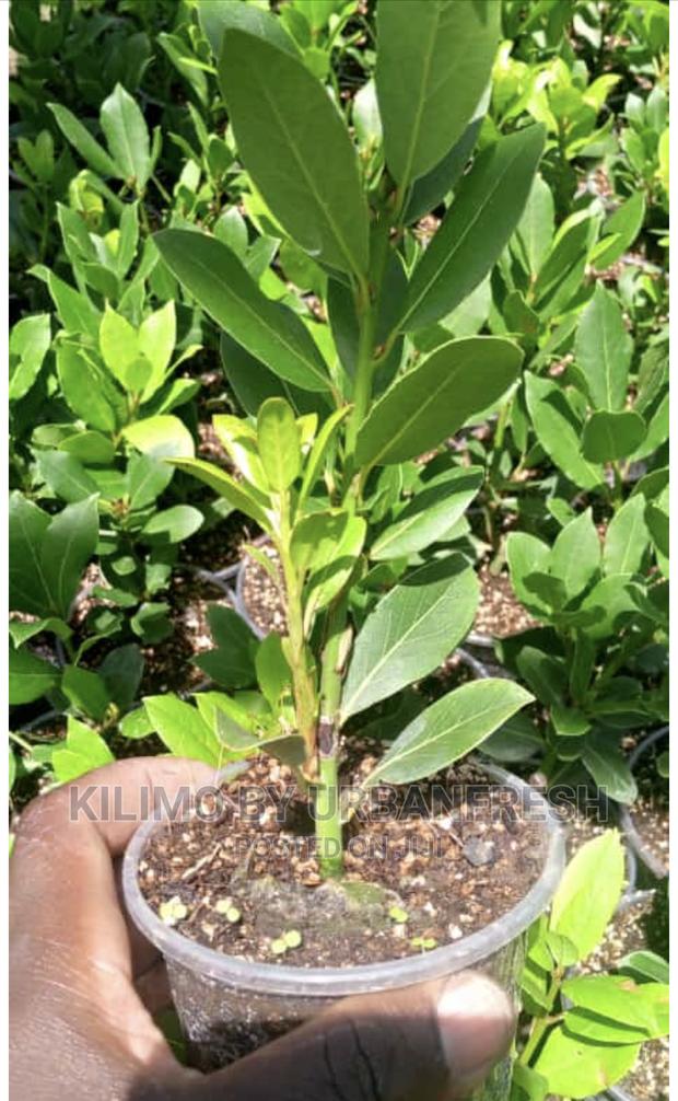 Bay Leaf Seedling Moq5 - main view