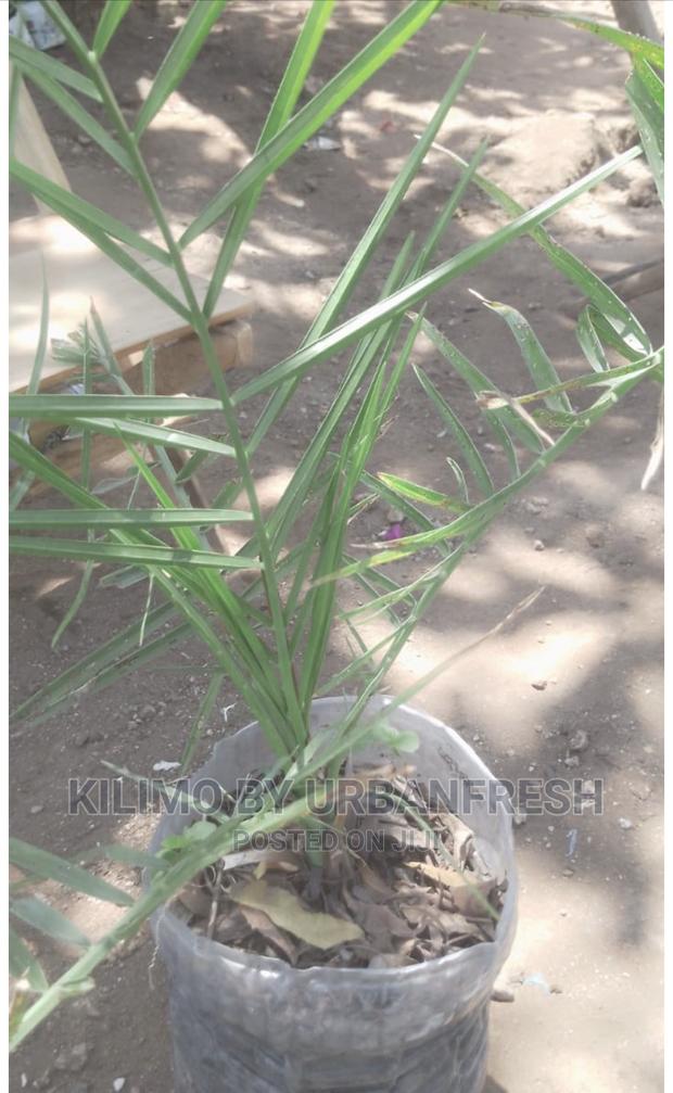 Dates Palm Seedlings - main view