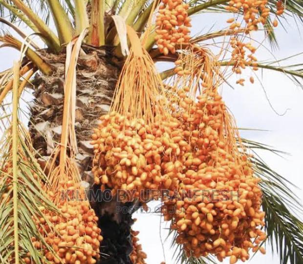 Dates Palm Seedlings - thumbnail 2