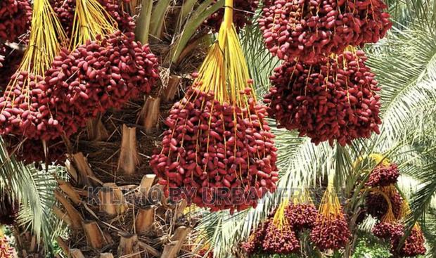 Dates Palm Seedlings - thumbnail 3