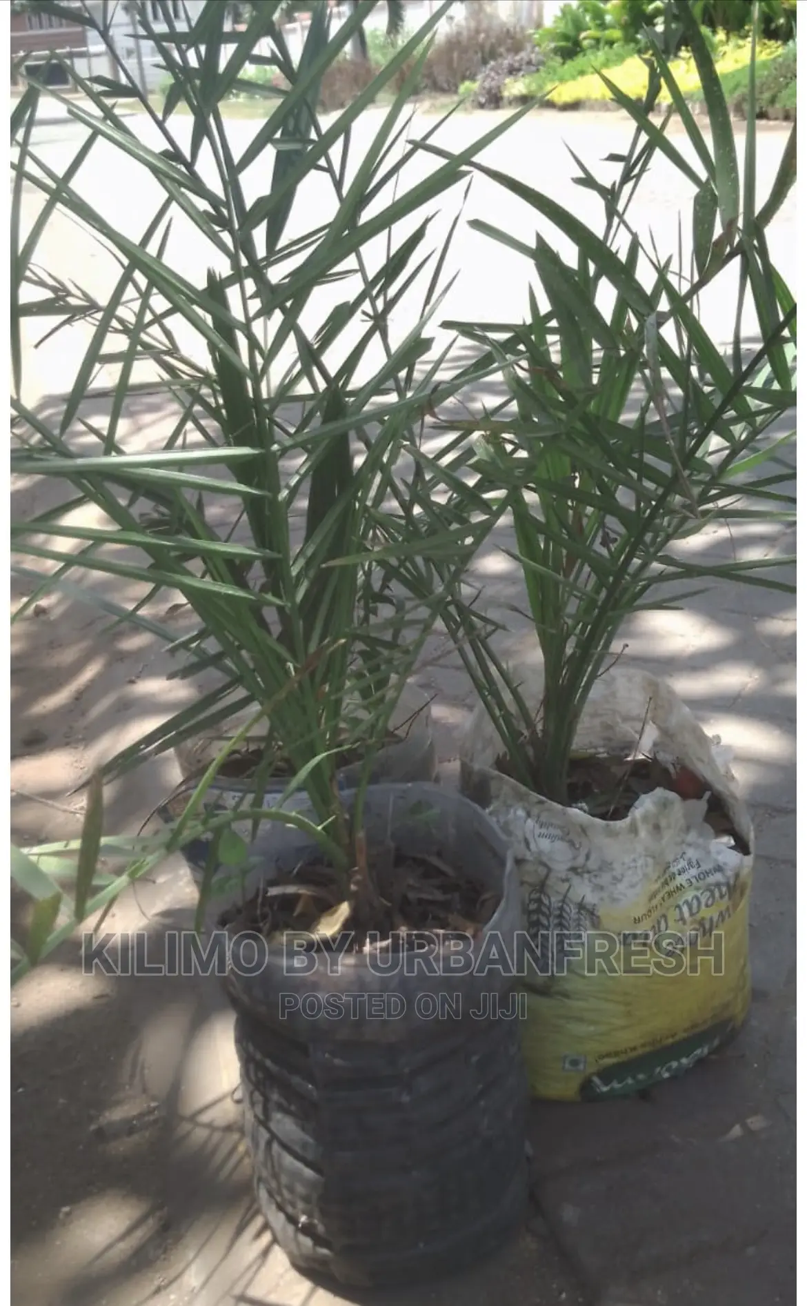 Dates Palm Seedlings