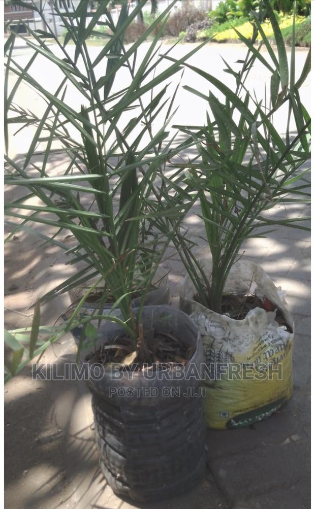 Dates Palm Seedlings - thumbnail 4