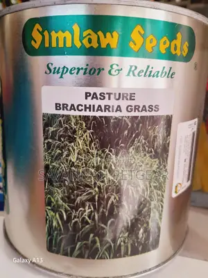 Brachiaria Mullato Hybrid Grass Seeds Pasture in 1kg Pack