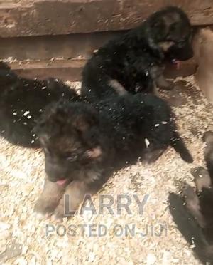 1-3 months Female Purebred German Shepherd - thumbnail 2