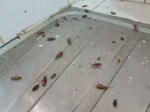 Kitchen Disnifection - Cockroaches Removal