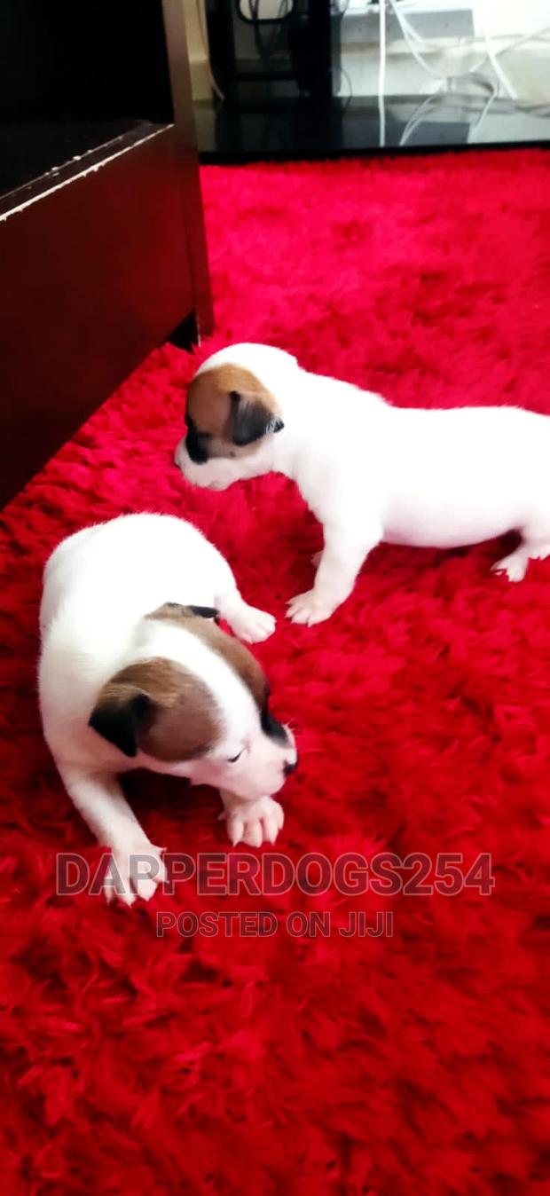 1-3 months Male Purebred Jack Russell Terrier