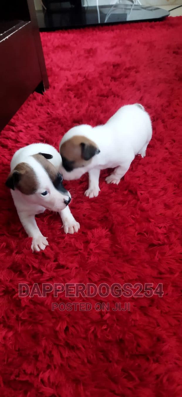 1-3 months Male Purebred Jack Russell Terrier - thumbnail 2