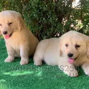 1-3 months Male Purebred Golden Retriever