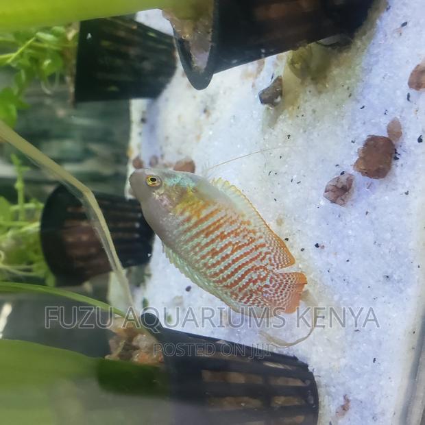 Dwarf Gourami Male - main view