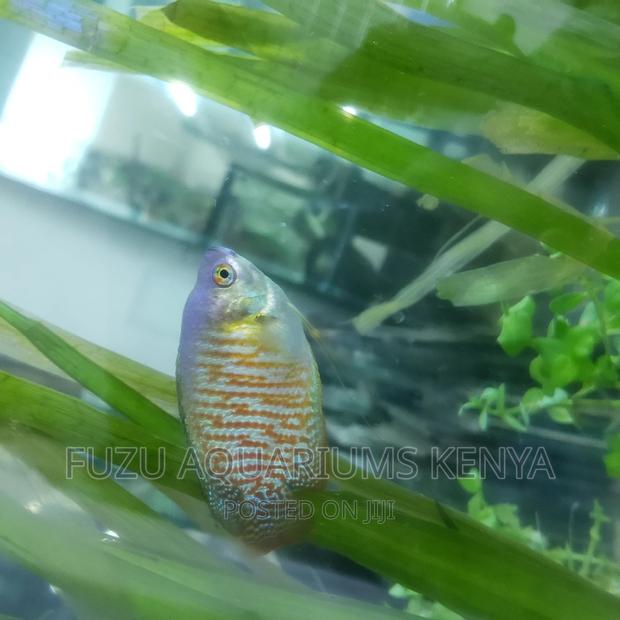 Dwarf Gouramis, Colourful - thumbnail 2