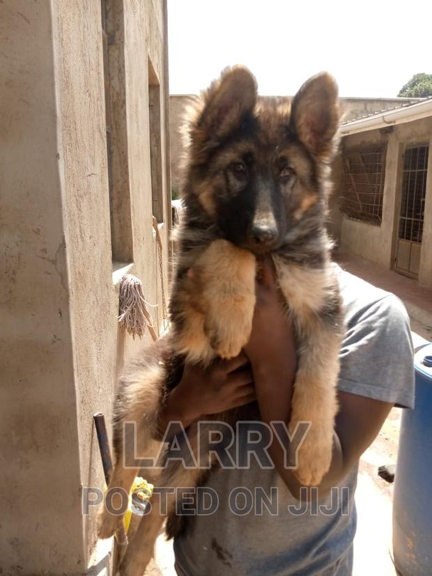 1-3 months Female Purebred German Shepherd - main view