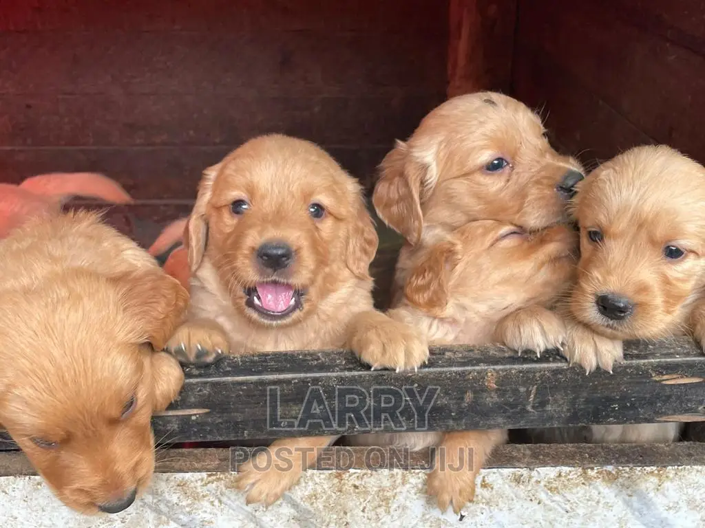 1-3 months Male Purebred Golden Retriever