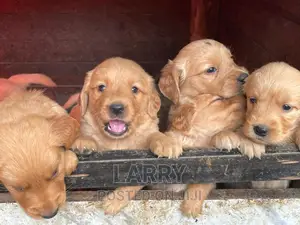 1-3 months Male Purebred Golden Retriever