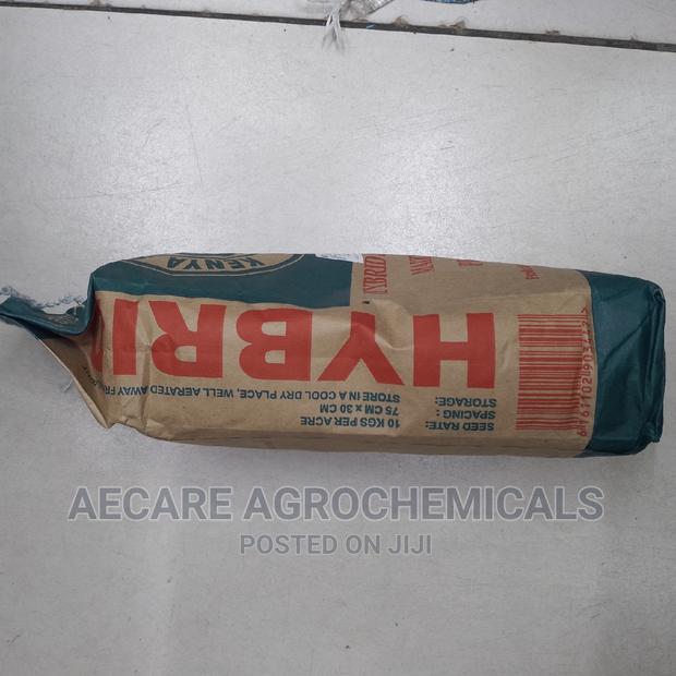 Maize Ph 1 Hybrid Seeds 2kgs (Simlaw) - thumbnail 2