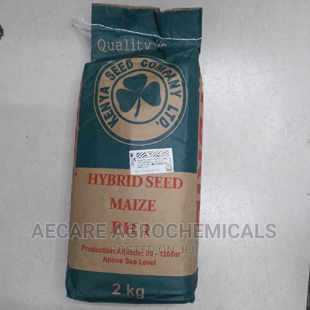 Maize Ph 1 Hybrid Seeds 2kgs (Simlaw)